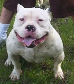 White hot sale rhino pitbull