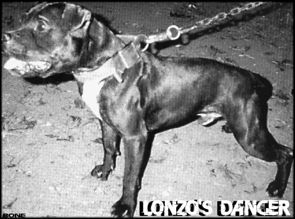 Lonzo pitbull discount