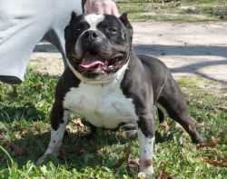 Mikeland pitbull hot sale