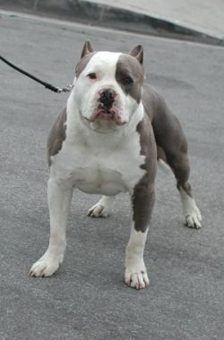 Razor best sale edge bulldog