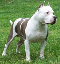 Razor edge best sale bully kennels