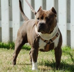 Paco hot sale american bully