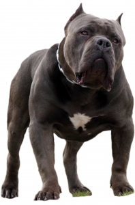Bullypedigrees Com